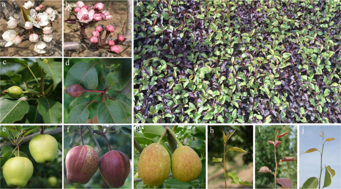 A 14 Nucleotide Deletion Mutation In The Coding Region Of The Ppbbx24 Gene Is Associated With The Red Skin Of Zaosu Red Pear Pyrus Pyrifolia White Pear Group A Deletion In The A 14 Nucleotide Deletion Mutation In The Coding Region Of The Ppbbx24 Gene Is Associated With The Red Skin Of Zaosu Red Pear Pyrus Pyrifolia White Pear Group A Deletion In The