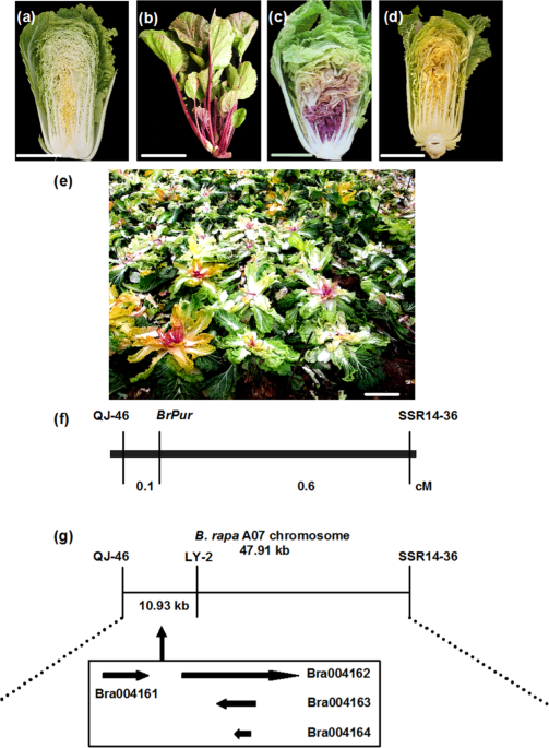 The Novel Gene Brmyb2 Located On Chromosome A07 With A Short Intron 1 Controls The Purple Head Trait Of Chinese Cabbage Brassica Rapa L Horticulture Research