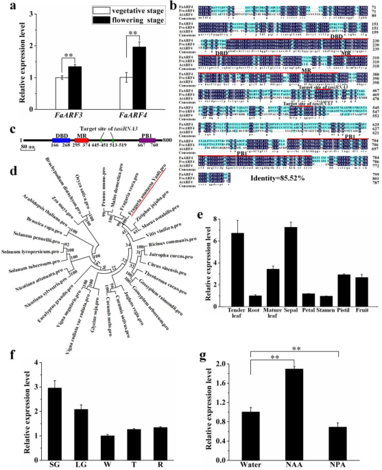 Auxin Induced Auxin Response Factor4 Activates Apetala1 And Fruitfull To Promote Flowering In Woodland Strawberry Horticulture Research