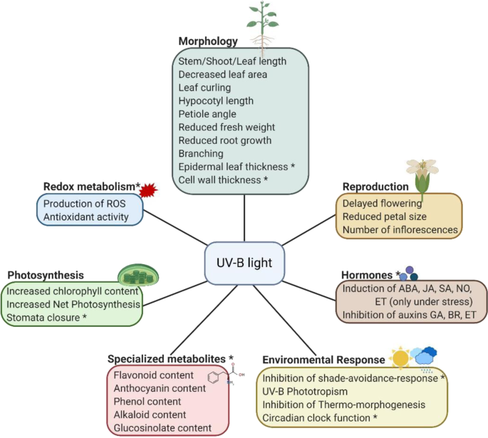 UV-to-red light converting films accelerate plant growth, could help  improve global food supply issues