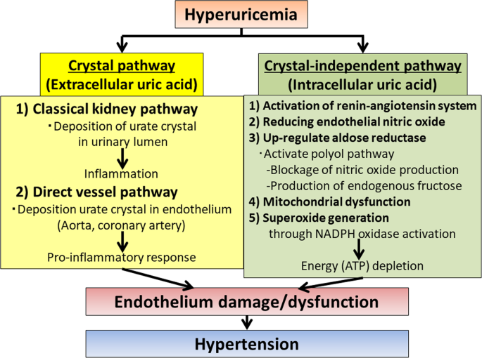 Uric acid and hypertension | Hypertension Research