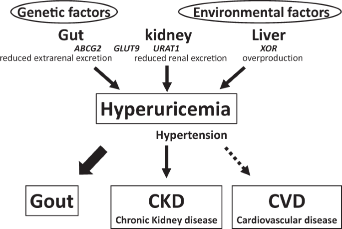 hyperucemia