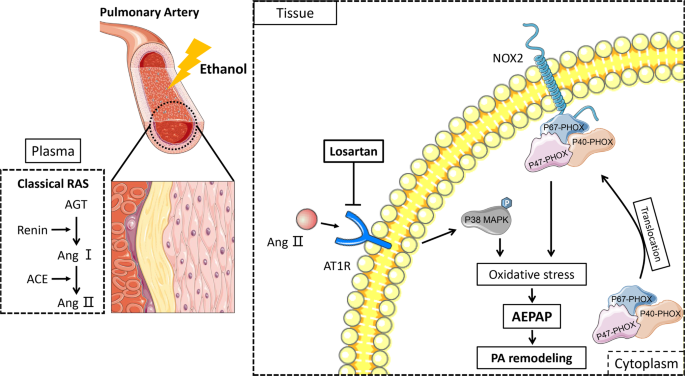 Frontiers  Effect of the renin-angiotensin system on the exacerbation of  adrenal glucocorticoid steroidogenesis in diabetic mice: Role of  angiotensin-II type 2 receptor