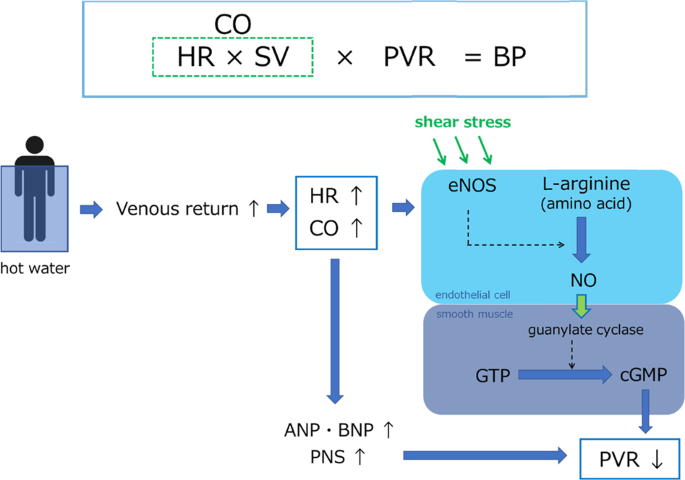 How Water Affects Heart Rate