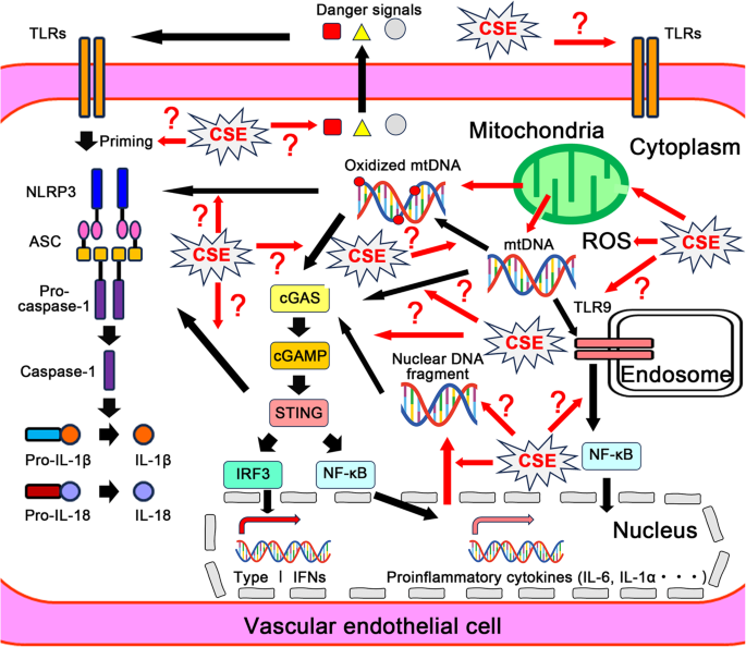 Self-DNA sensing in cigarette smoke-induced vascular inflammation: the role of mitochondrial DNA release in vascular endothelial cells | Hypertension Research Self-DNA sensing in cigarette smoke-induced vascular inflammation: the role of mitochondrial DNA release in vascular endothelial cells | Hypertension Research