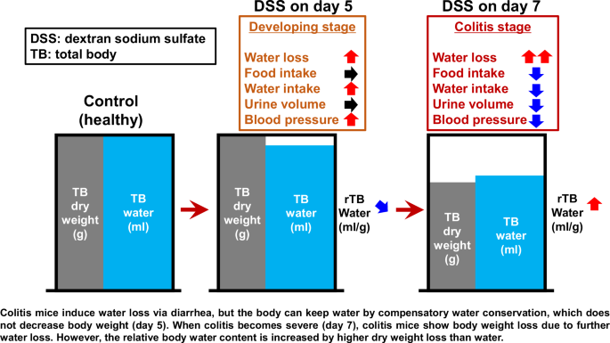 aod9604 side effects water retention blood pressure alteration associated with abnormal body electrolyte and balance in colitis mice Butaphosphan + Vitamin B12