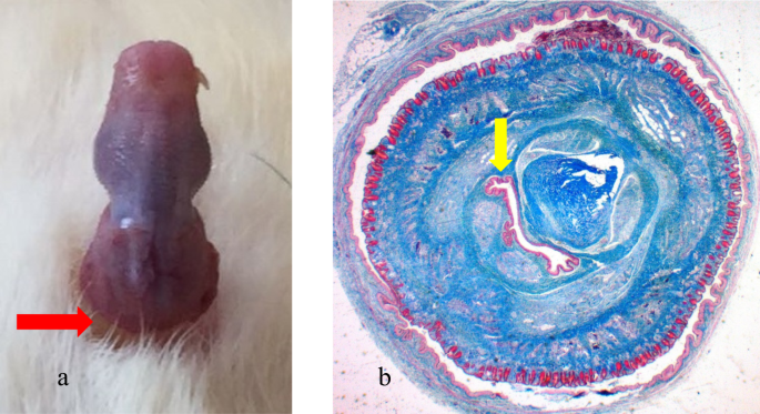 The effect of an antifibrotic agent, pirfenidone, on penile erectile function in an experimental rat model of ischemic priapism