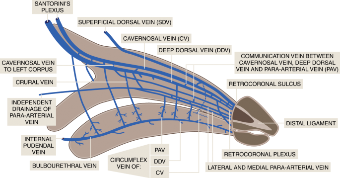Development Of A Novel Topical Formulation Of Glyceryl Trinitrate For The Treatment Of Erectile Dysfunction International Journal Of Impotence Research