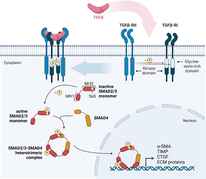peyronie's forum acetyl l carnitine 2018 site www.peyroniesforum.net Unveiling the molecular Hallmarks of Peyronie's disease: a comprehensive  narrative review