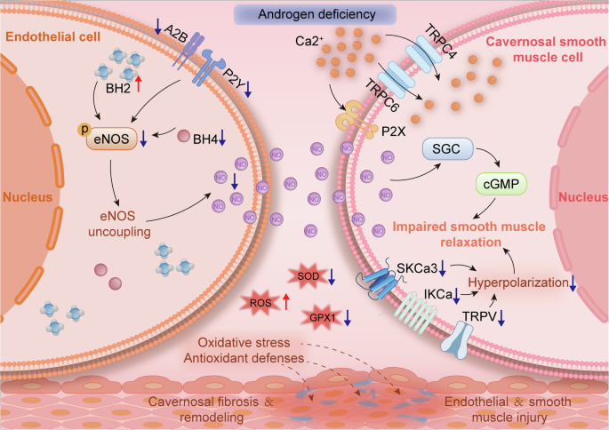 cjc-1295 ipamorelin hair growth CJCIpamorelin Beats Tesamorelin #longevity #biohacking