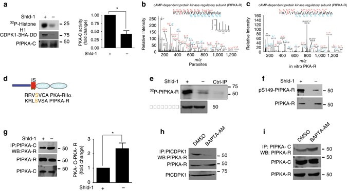 pfcdpk1 mediated signaling in erythrocytic stages of plasmodium da form 160 r