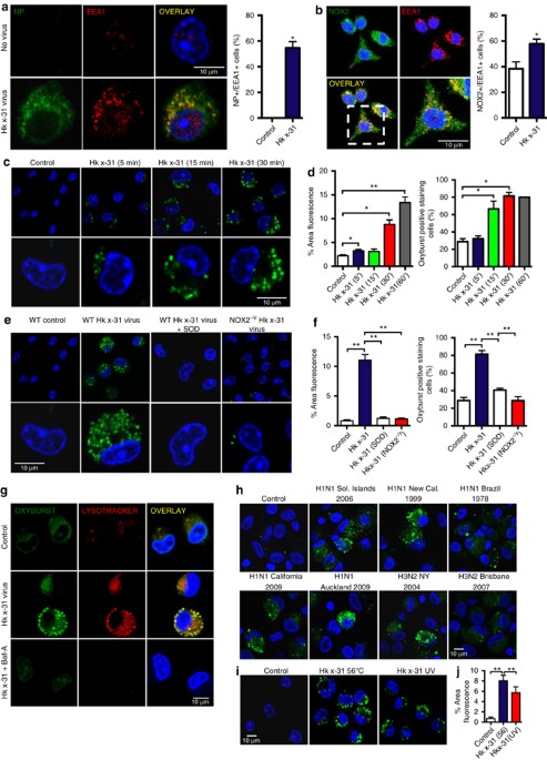 Endosomal Nox2 Oxidase Exacerbates Virus Pathogenicity And Is A Target For Antiviral Therapy Nature Communications