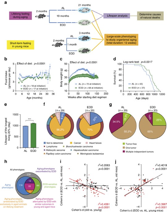 Every Other Day Feeding Extends Lifespan But Fails To Delay