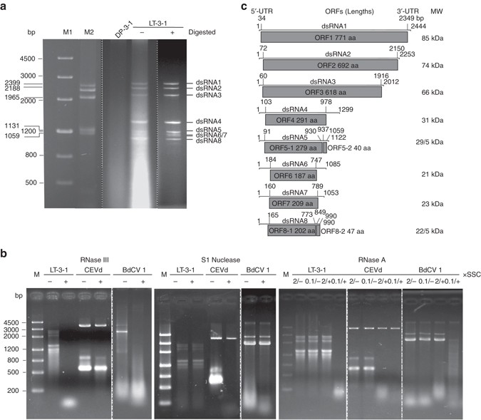 A Dsrna Virus With Filamentous Viral Particles Nature Communications A Dsrna Virus With Filamentous Viral Particles Nature Communications
