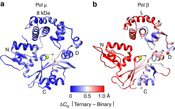 Time Lapse Crystallography Snapshots Of A Double Strand Break Repair Polymerase In Action Nature Communications