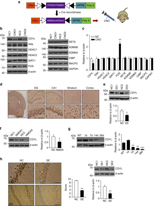 Cdyl Suppresses Epileptogenesis In Mice Through Repression Of Axonal Nav1 6 Sodium Channel Expression Nature Communications