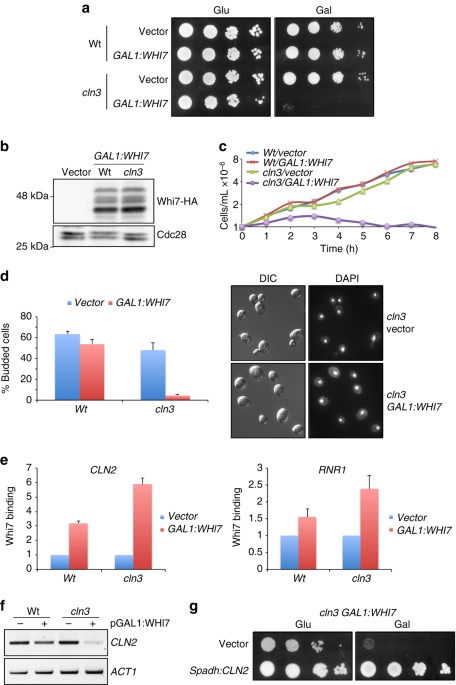 Think Cell Key Serial