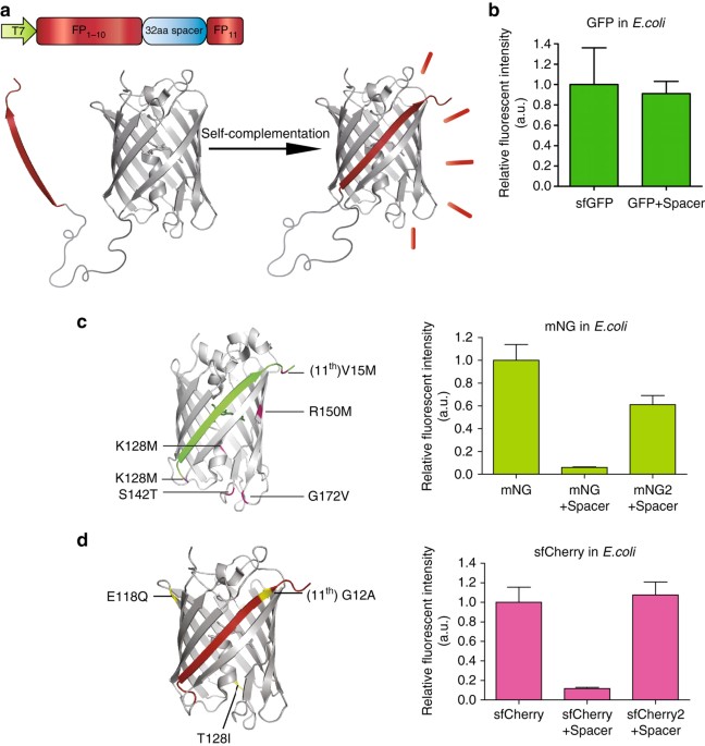 Improved split fluorescent proteins for endogenous protein labeling |  Nature Communications