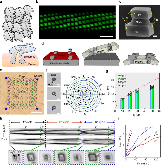 3d Calcite Heterostructures For Dynamic And Deformable Mineralized 3d Calcite Heterostructures For Dynamic