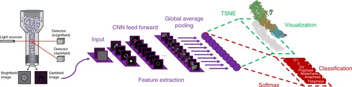 Reconstructing Cell Cycle And Disease Progression Using Deep Learning Nature Communications