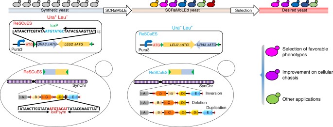 Identifying and characterizing scrambled synthetic yeast using rescues