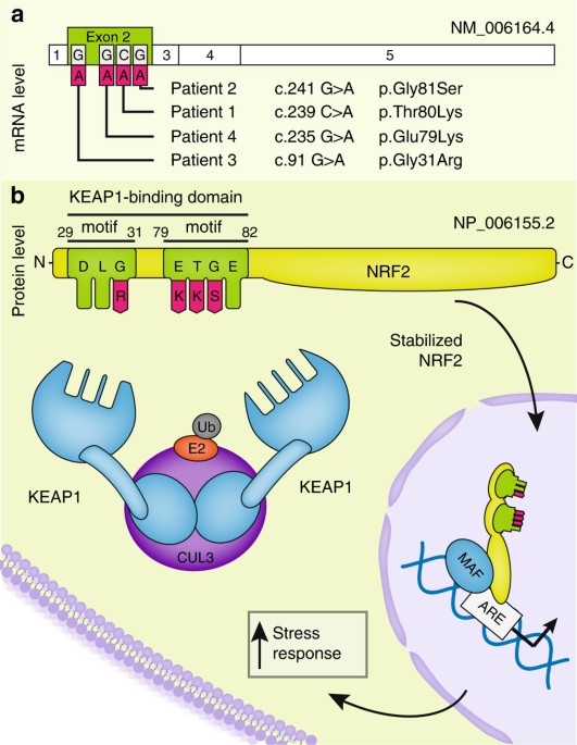 Activating de novo mutations in NFE2L2 encoding NRF2 cause a