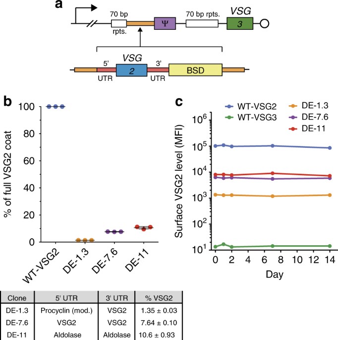 Variant surface glycoprotein density defines an immune evasion
