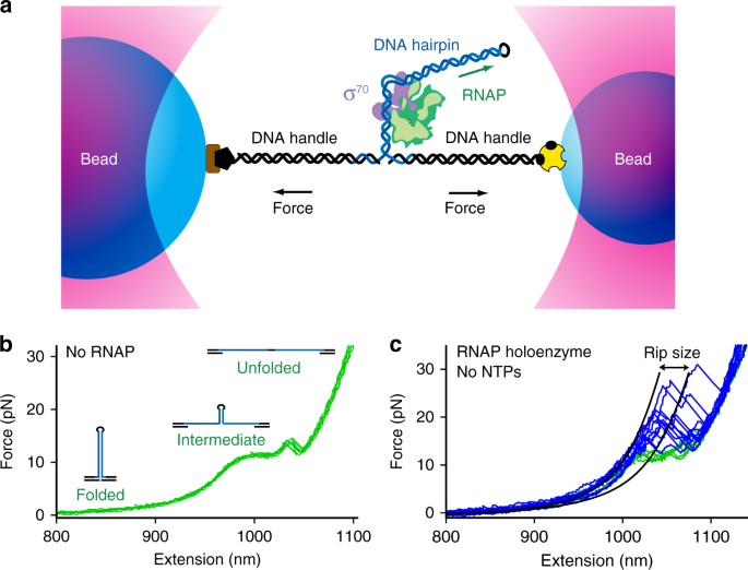 Real Time Observation Of Polymerase Promoter Contact Remodeling During Transcription Initiation Nature Communications