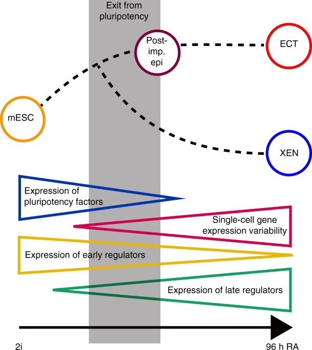 Dynamics of lineage commitment revealed by single-cell transcriptomics ...