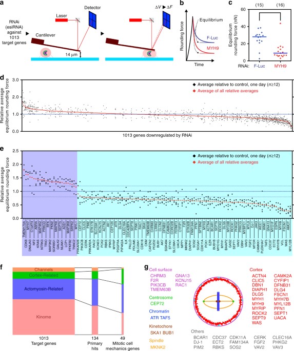 genome scale single cell mechanical phenotyping reveals disease
