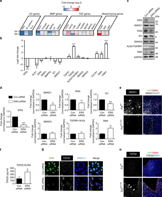 endothelium, Dynamic regulation of canonical TGFβ signalling by endothelial transcription factor ERG protects from liver fibrogenesis