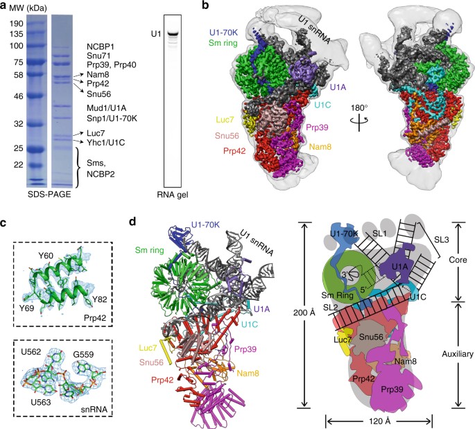 Cryoem Structure Of Saccharomyces Cerevisiae U1 Snrnp Offers Insight Into Alternative Splicing Nature Communications
