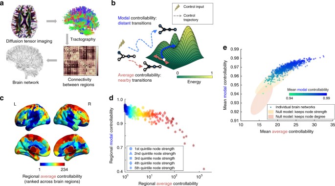 Cognition And Behavior White Matter >> Developmental Increases In White Matter Network Controllability Cognition And Behavior White Matter >> Developmental Increases In White Matter Network Controllability