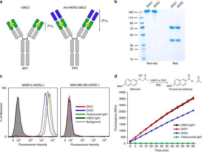 Harnessing A Catalytic Lysine Residue For The One Step Preparation Of Homogeneous Antibody Drug Conjugates Nature Communications