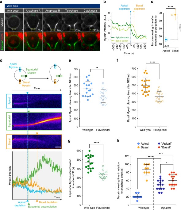 Spatio Temporally Separated Cortical Flows And Spindle Geometry Establish Physical Asymmetry In Fly Neural Stem Cells Nature Communications