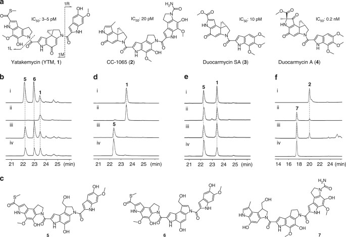 Gyri Like Proteins Catalyze Cyclopropanoid Hydrolysis To Confer Cellular Protection Nature Communications