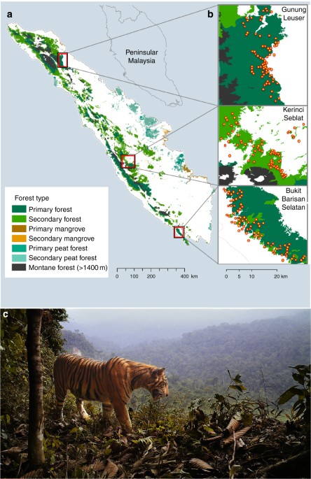 Sumatran Tiger Survival Threatened By Deforestation Despite