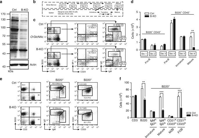O Glcnacylation Is Required For B Cell Homeostasis And Antibody Responses Nature Communications O Glcnacylation Is Required For B Cell Homeostasis And Antibody Responses Nature Communications