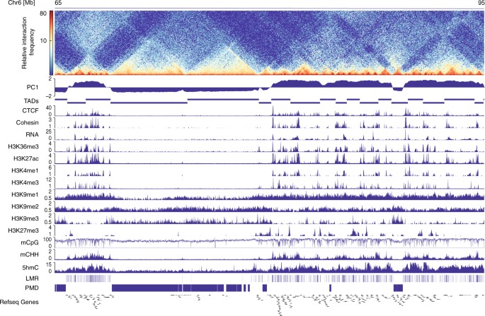 Dna methylation signatures follow preformed chromatin compartments in cardiac myocytes