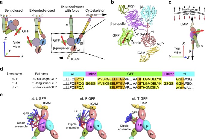 Direction Of Actin Flow Dictates Integrin LFA 1 Orientation