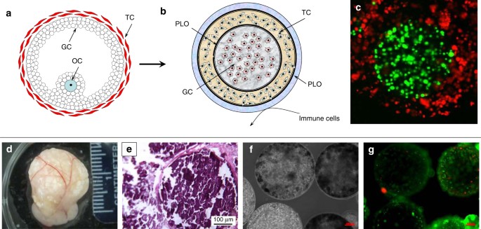 In Vivo Transplantation Of 3d Encapsulated Ovarian Constructs In Rats Corrects Abnormalities Of Ovarian Failure Nature Communications