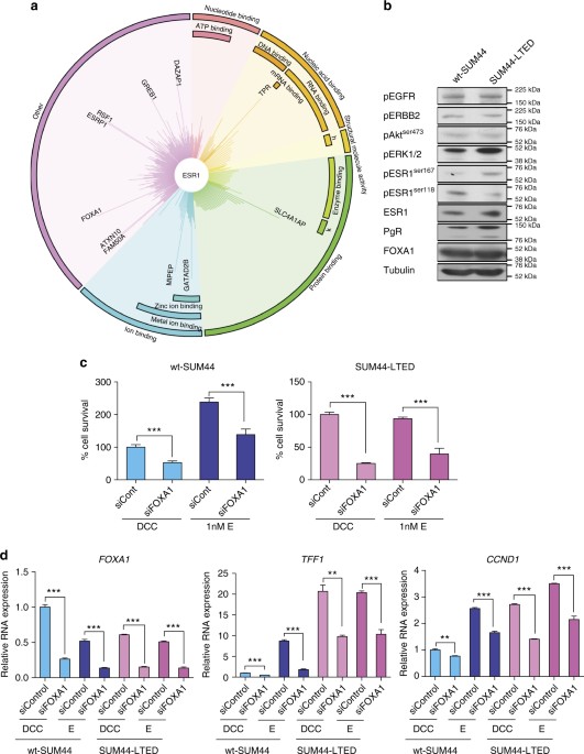 Discovery Of Naturally Occurring ESR1 Mutations In Breast Cancer Cell ...