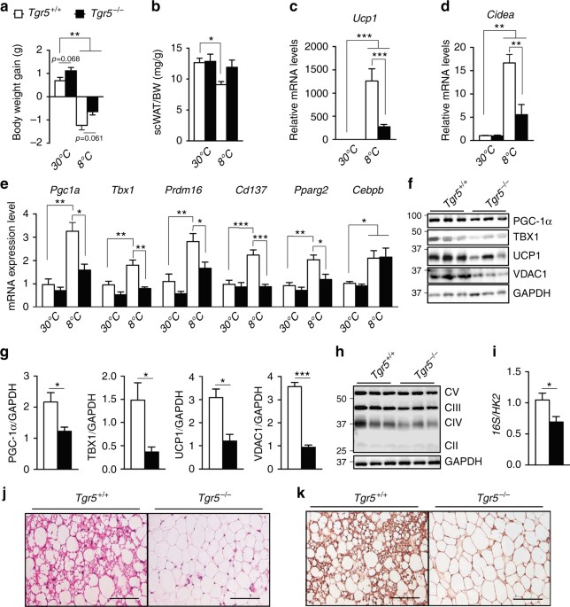 Tgr5 Signalling Promotes Mitochondrial Fission And Beige Remodelling Of White Adipose Tissue Nature Communications Tgr5 Signalling Promotes Mitochondrial Fission And Beige Remodelling Of White Adipose Tissue Nature Communications