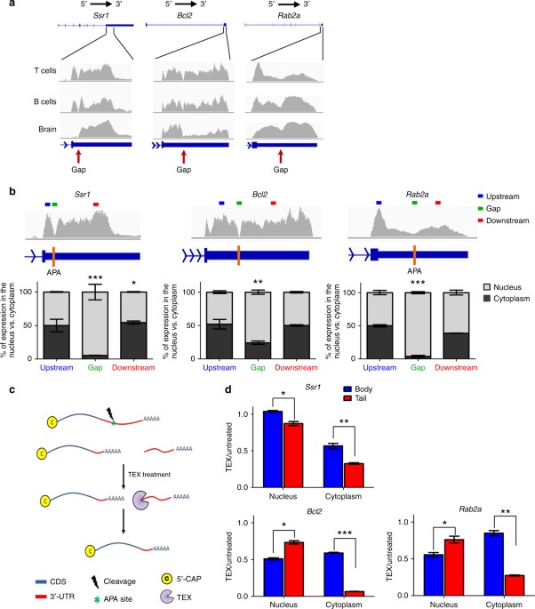 Post-transcriptional 3´-UTR cleavage of mRNA transcripts generates
