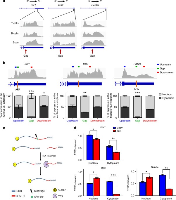 post transcriptional 3 utr cleavage of mrna transcripts 5 cap
