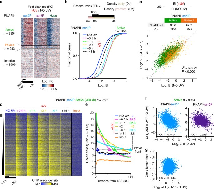 global unleashing of transcription elongation waves in response to in responce to