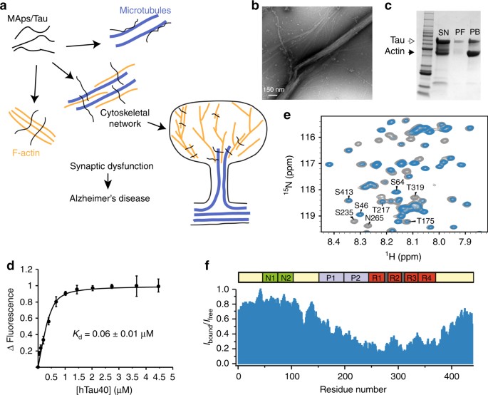 Multivalent cross-linking of actin filaments and microtubules through the  microtubule-associated protein Tau | Nature Communications