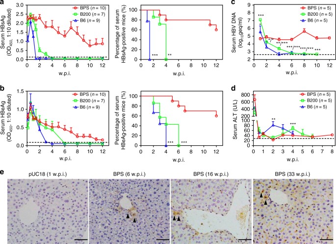 Hepatitis B virus persistence in mice reveals IL-21 and IL-33 as regulators  of viral clearance | Nature Communications