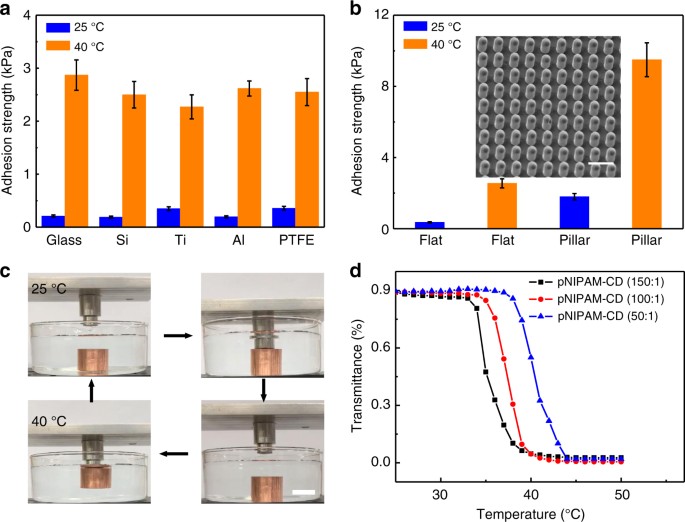 A wet-tolerant adhesive patch inspired by protuberances in suction
