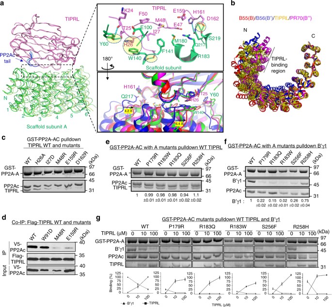 Methylation-regulated decommissioning of multimeric PP2A complexes ...